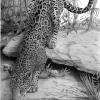 "The Watcher"
Graphite on Mellotex
12 x 16 in.
$2,880.00
Best in Show at the International Open Juried Exhibition of the Pencil Art Society:
Accepted into the 2017 "Black and White" Exhibition at the Bennington center for the arts
