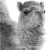 "Desert Breeze"
Graphite on Mellotex
8 x 10 in.
$1,200.00
Accepted into the 2017 "Art and the Animal" Exhibition of the Society of Animal Artists