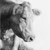 "What Cows Dream"
Graphite on Mellotex
8.5 x 12 in.
Not Available